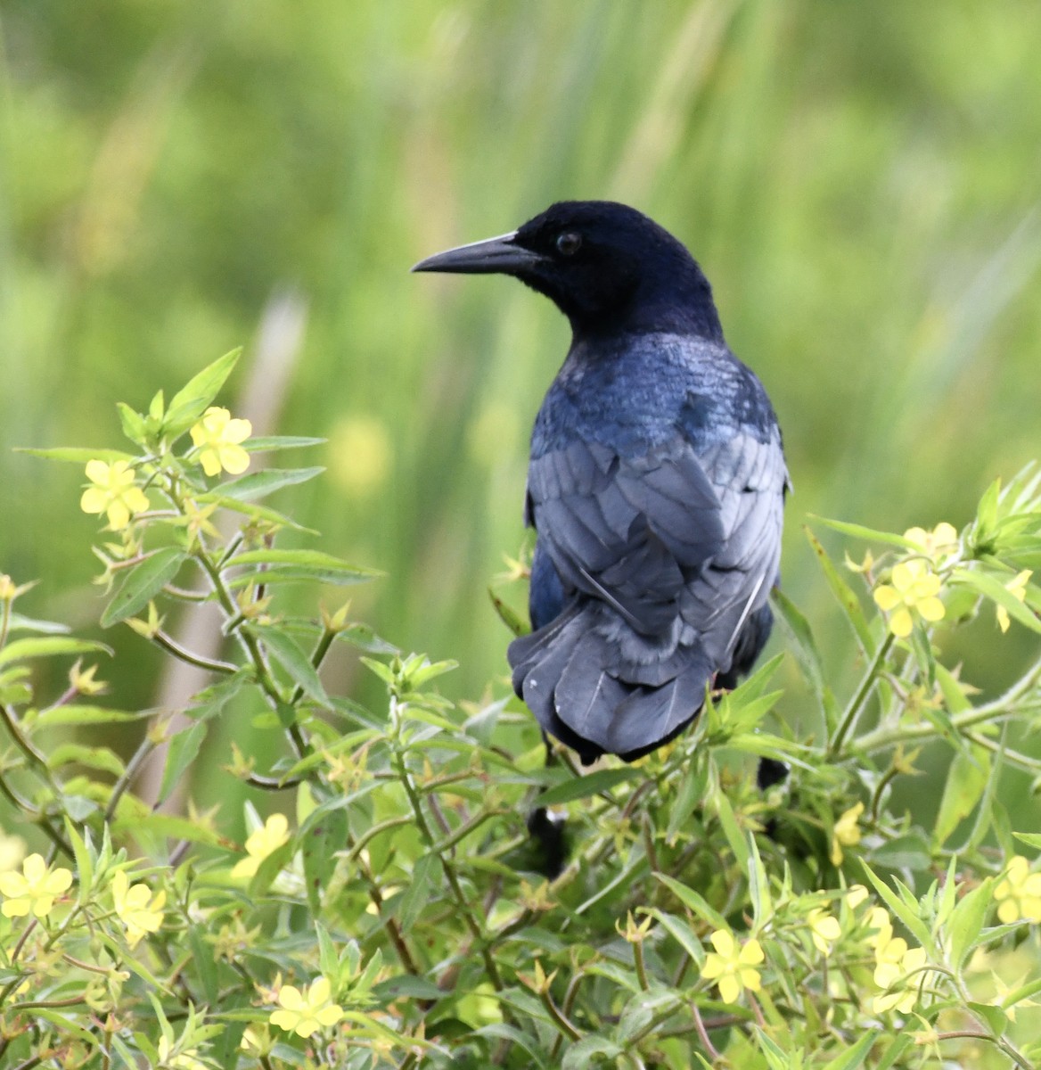 Boat-tailed Grackle - ML641932402