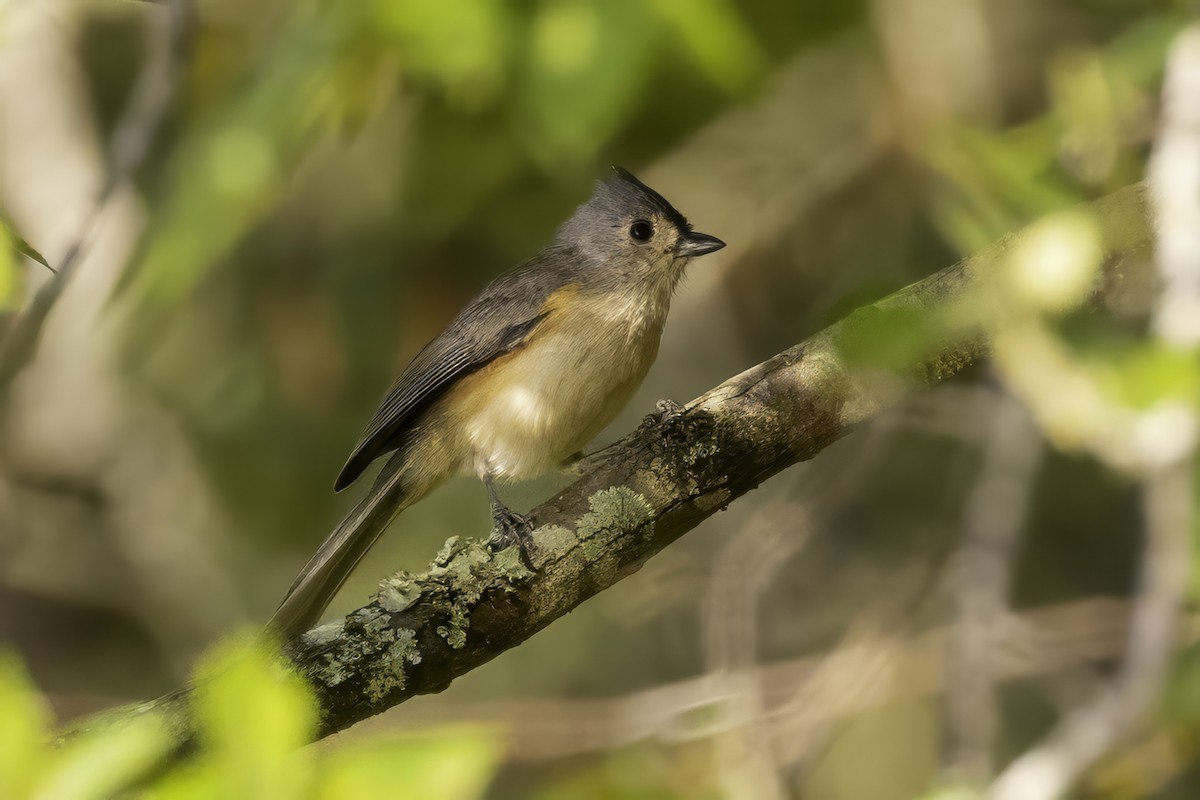 Tufted Titmouse - ML641932403