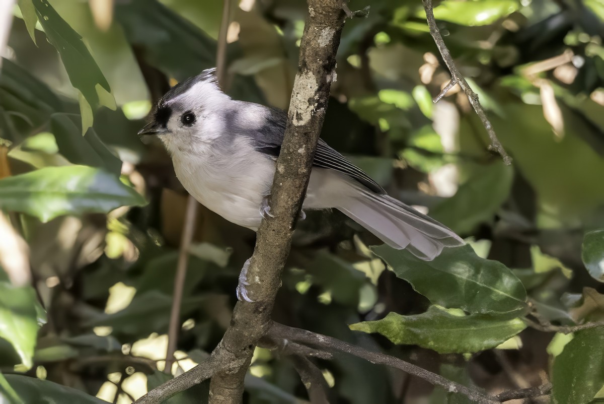 Tufted Titmouse - ML641932406