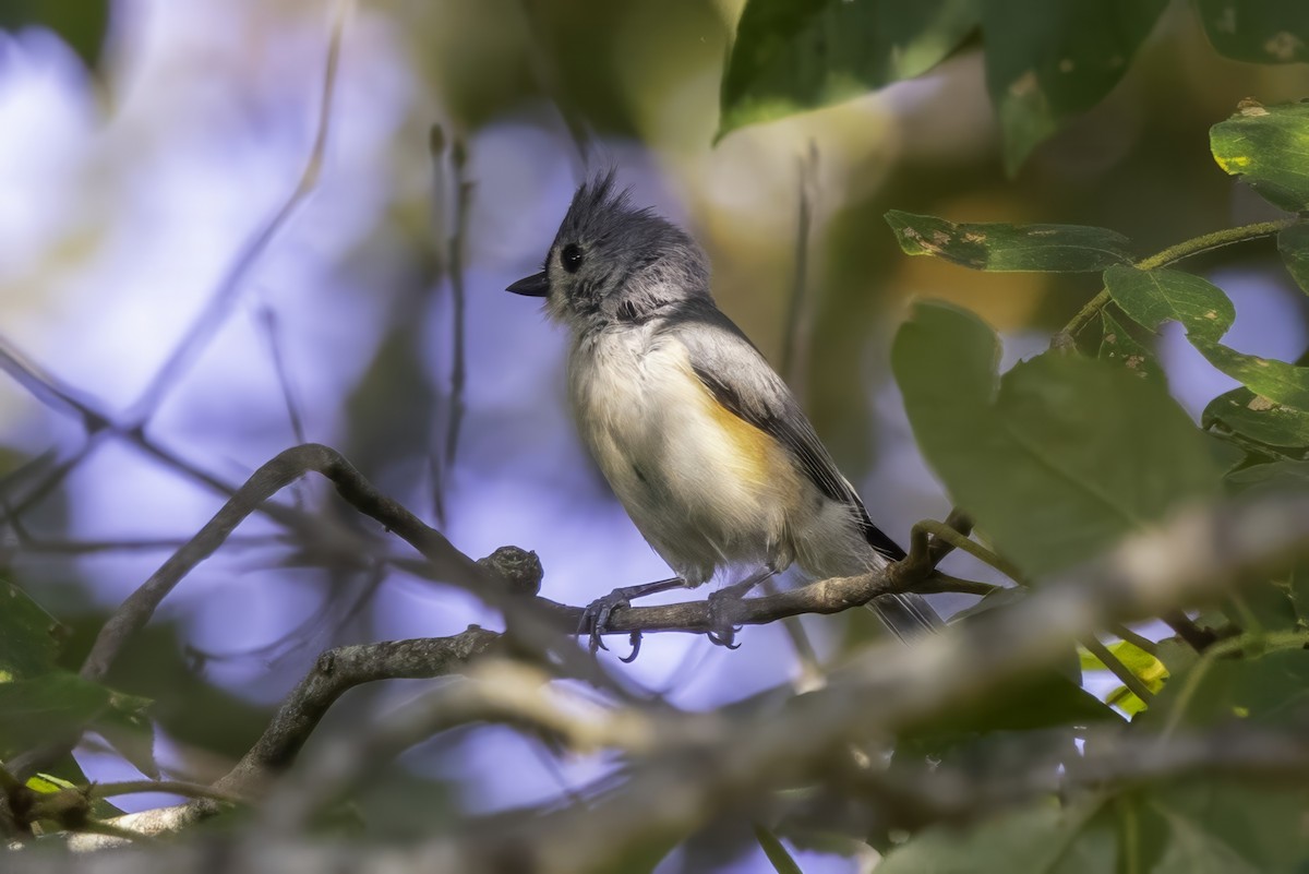 Tufted Titmouse - ML641932411