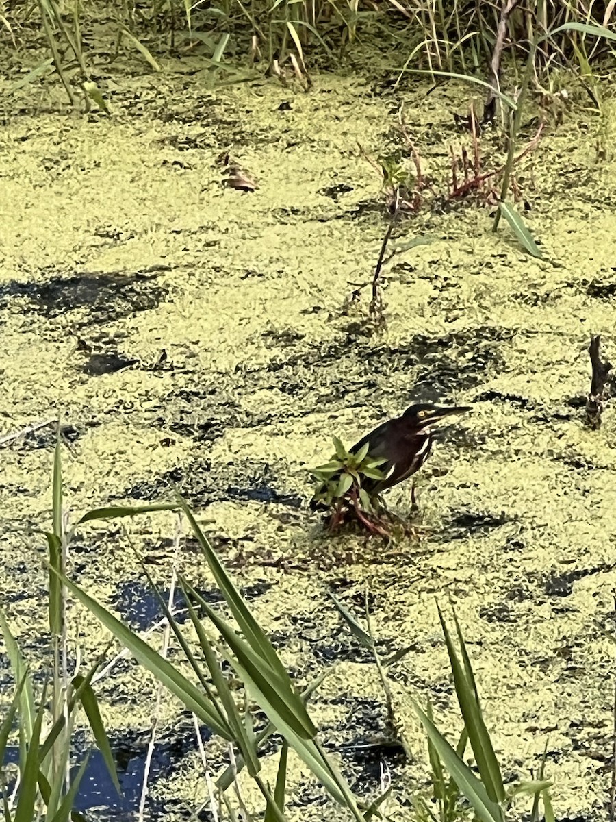 Green Heron - ML641932446