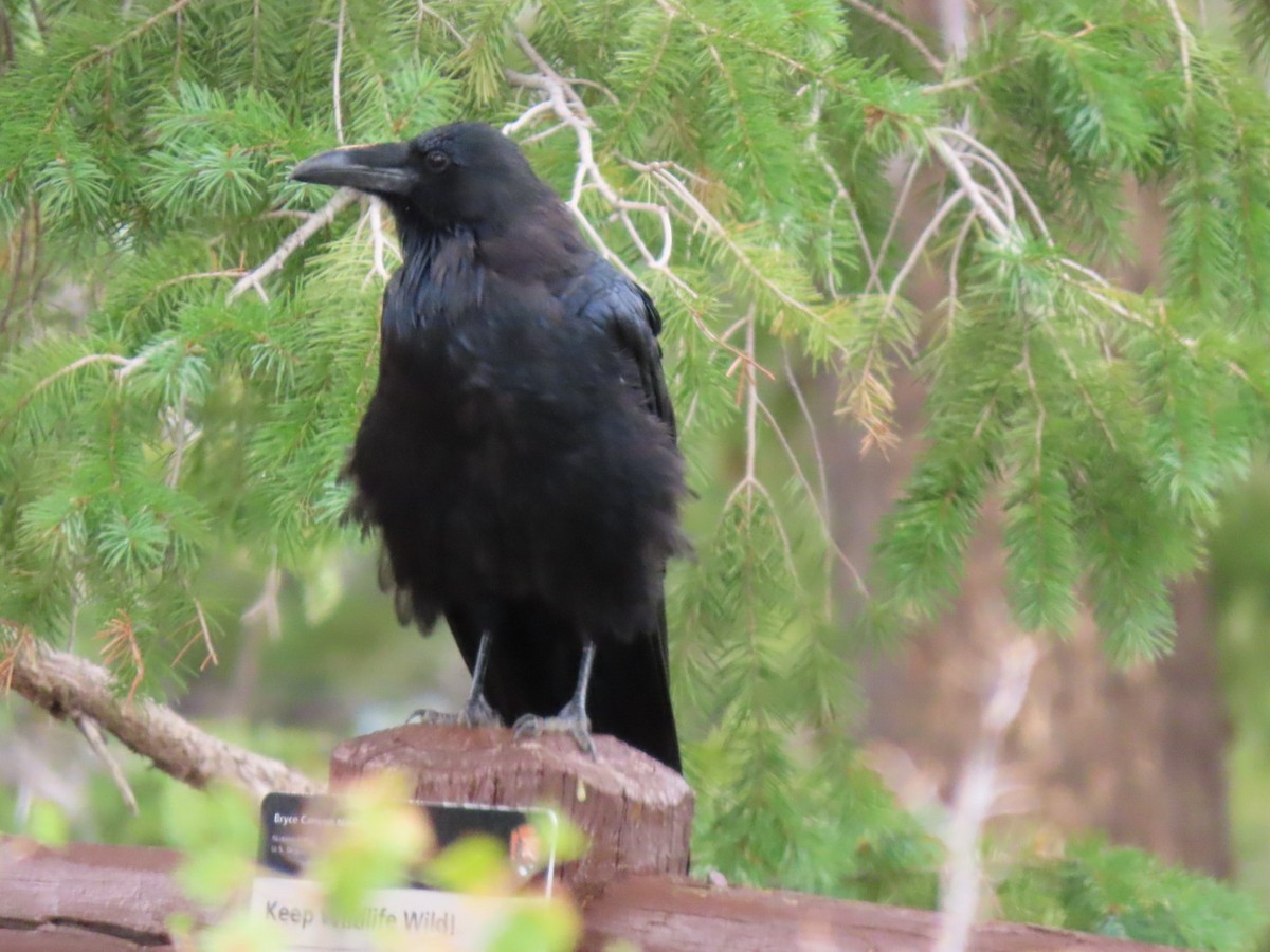 Common Raven - ML641932451