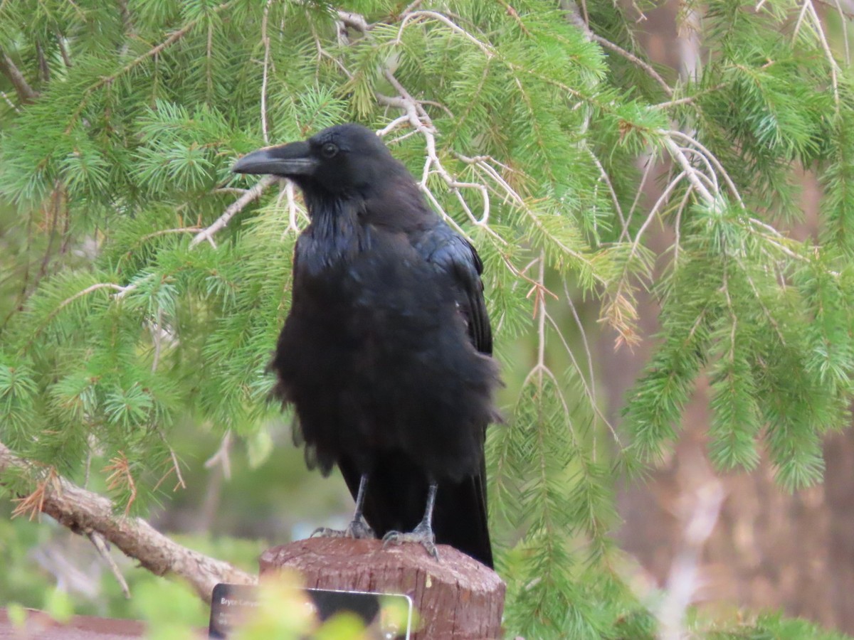 Common Raven - ML641932452