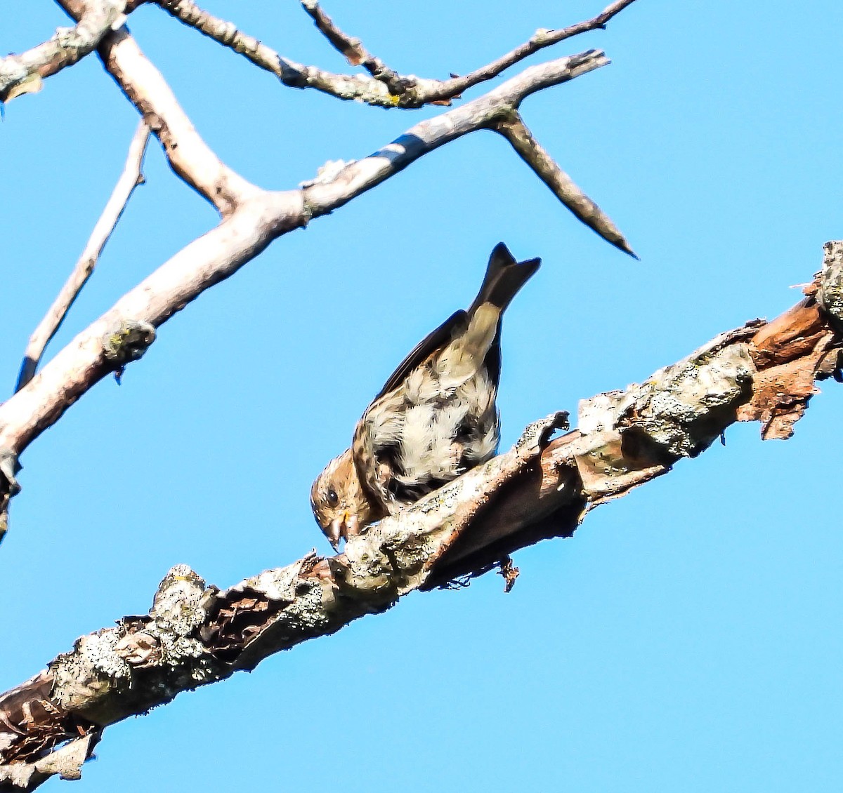 Purple Finch - ML641932453