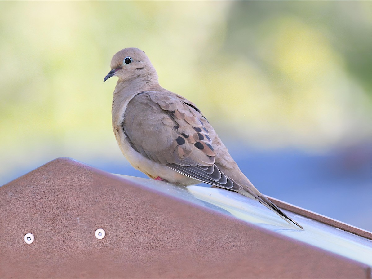 Mourning Dove - ML641932470