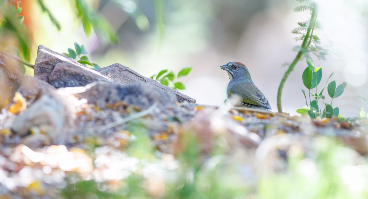 Green-tailed Towhee - ML641932497