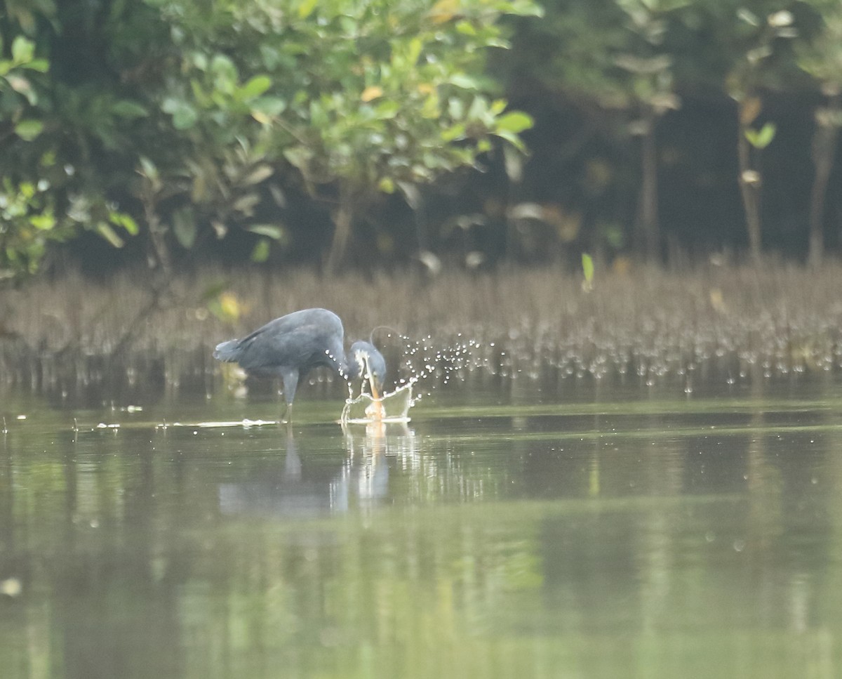 Western Reef-Heron - ML641932510