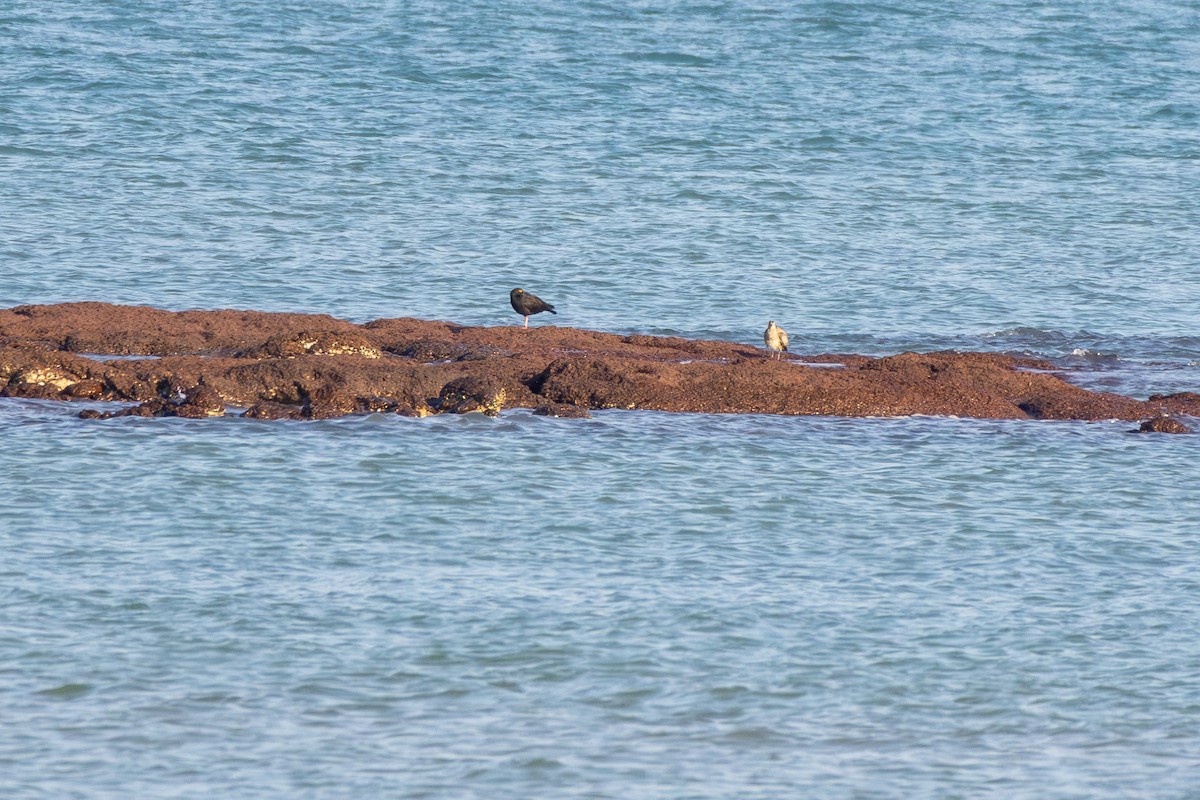 Sooty Oystercatcher - ML641932511