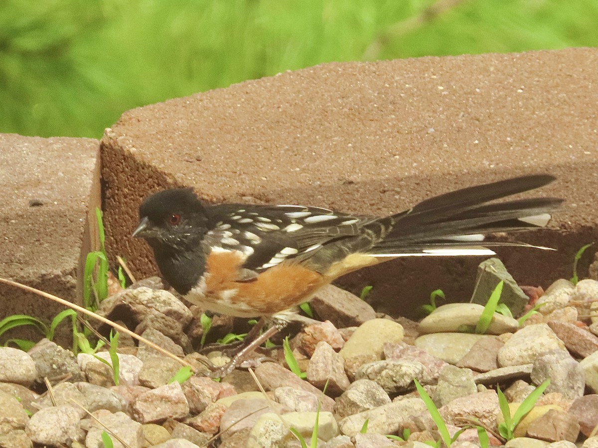 Spotted Towhee - ML641932543