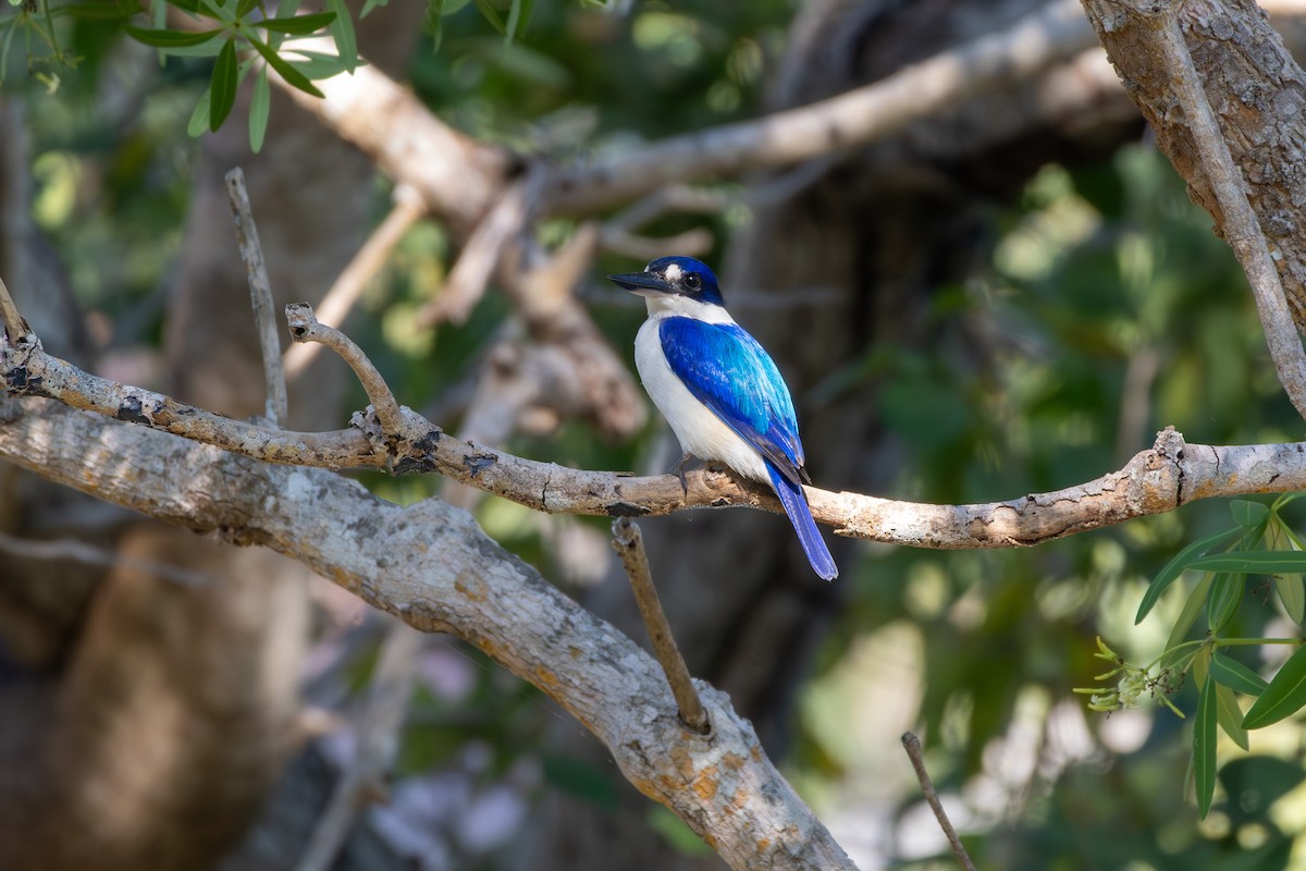 Forest Kingfisher - ML641932555