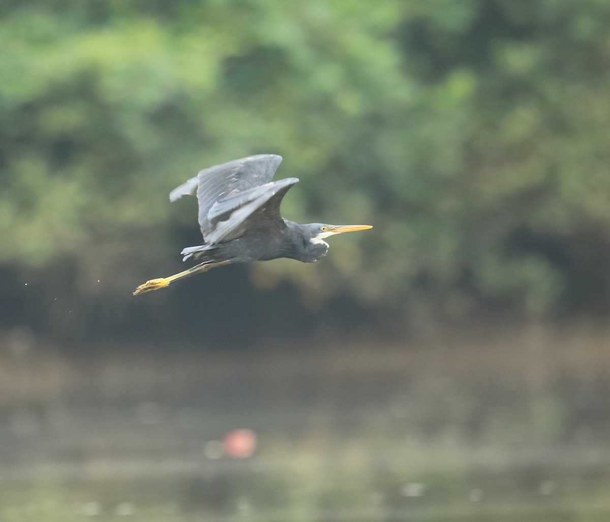 Western Reef-Heron - ML641932563
