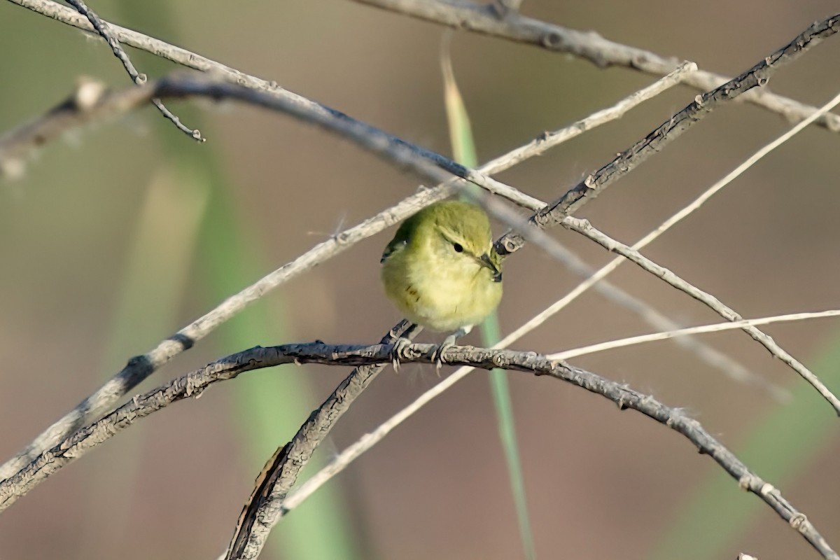 Tennessee Warbler - ML641932564
