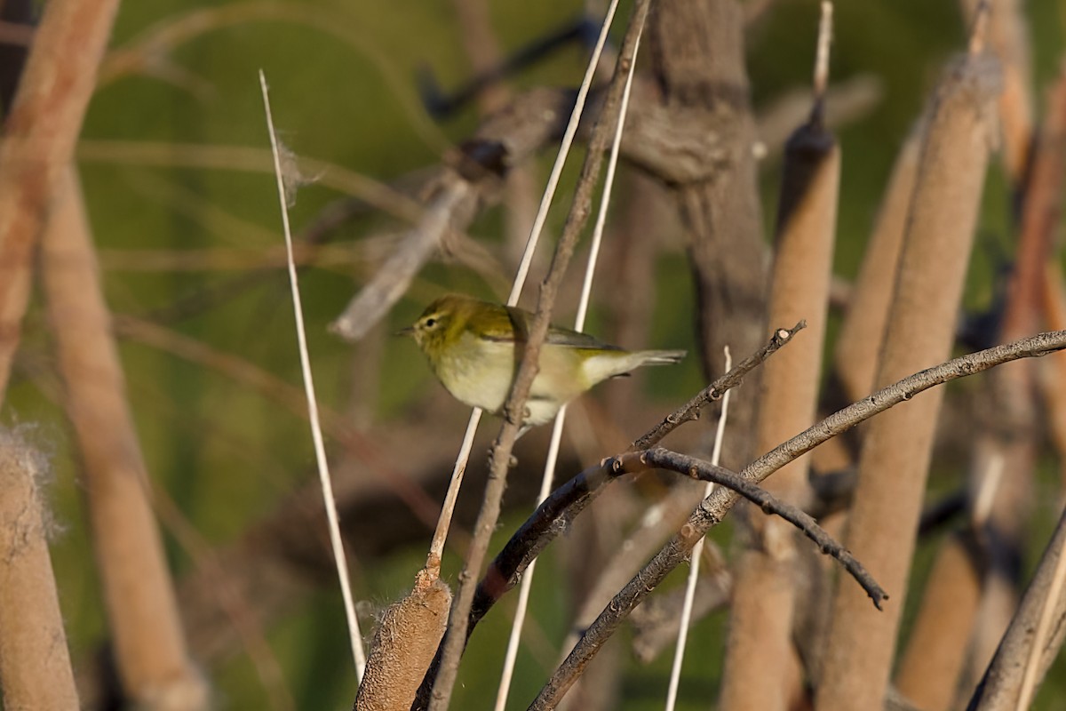 Tennessee Warbler - ML641932566