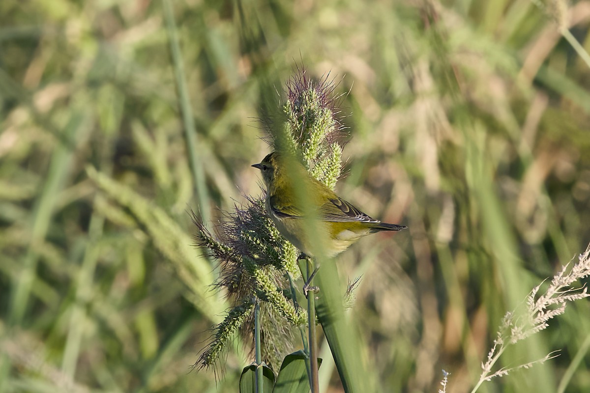Tennessee Warbler - ML641932567