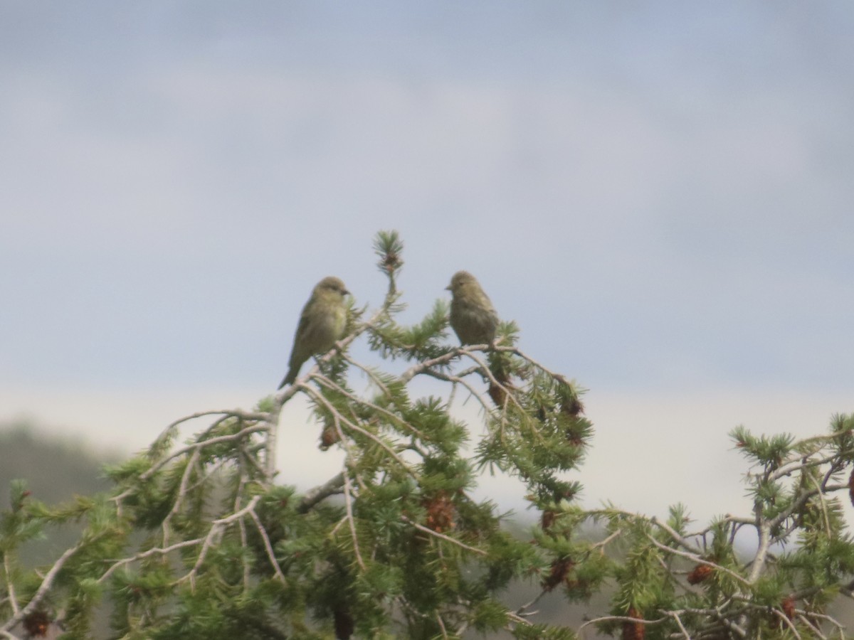 Pine Siskin - ML641932571
