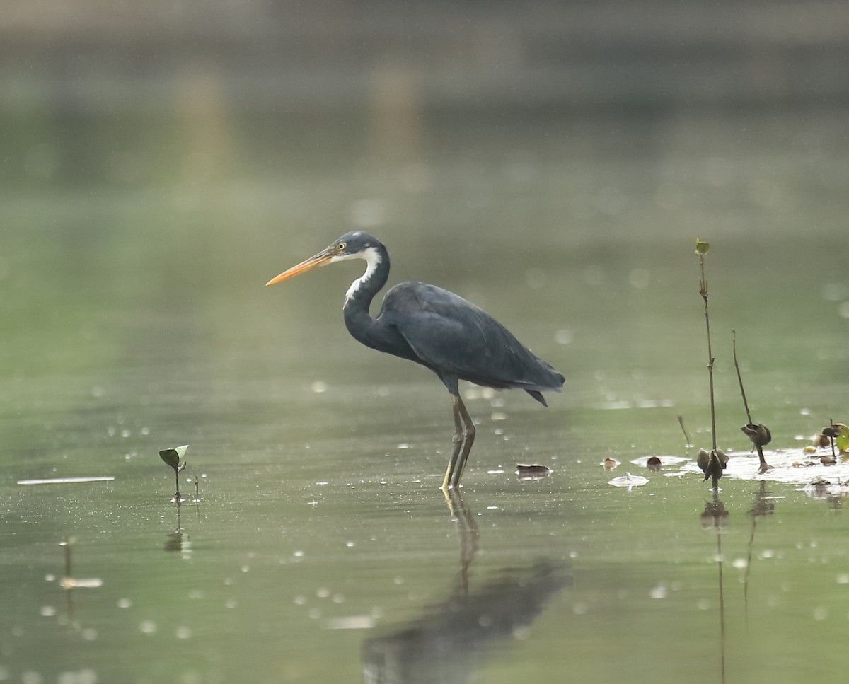 Western Reef-Heron - ML641932572