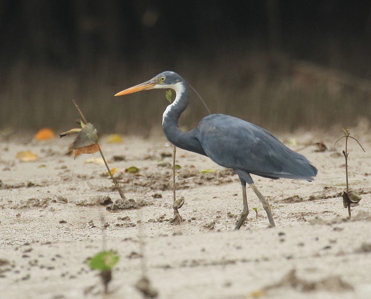 Western Reef-Heron - ML641932586