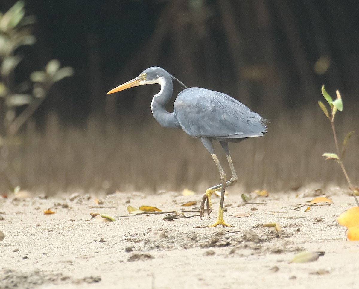 Western Reef-Heron - ML641932589