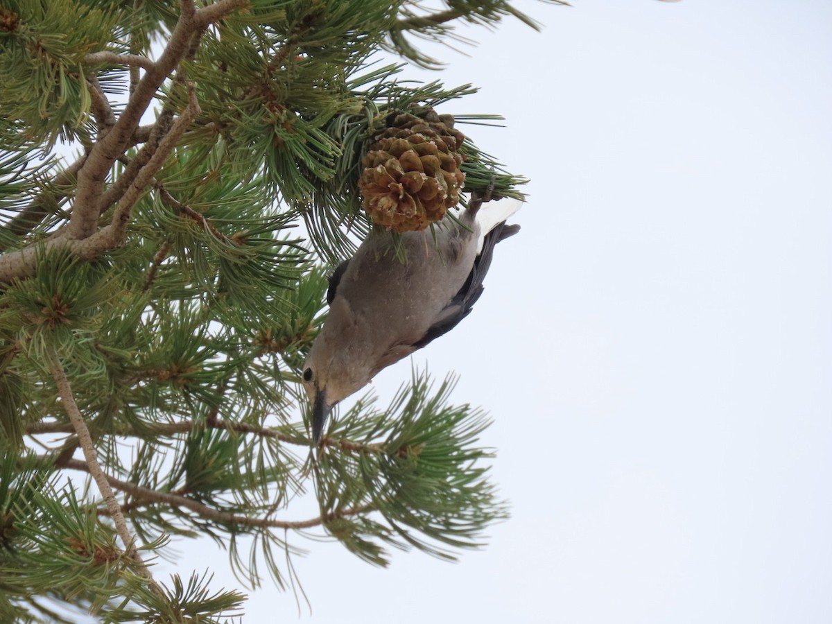 Clark's Nutcracker - ML641932592