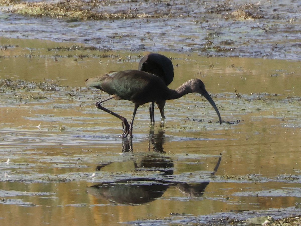 White-faced Ibis - ML641932593