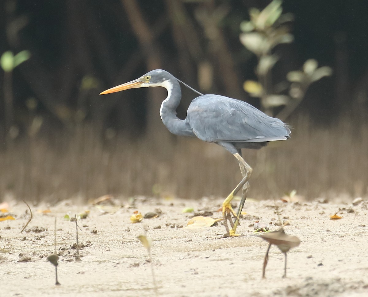 Western Reef-Heron - ML641932594