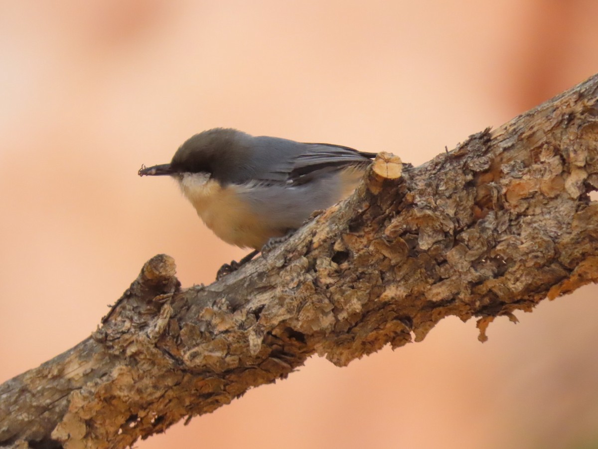 Pygmy Nuthatch - ML641932622
