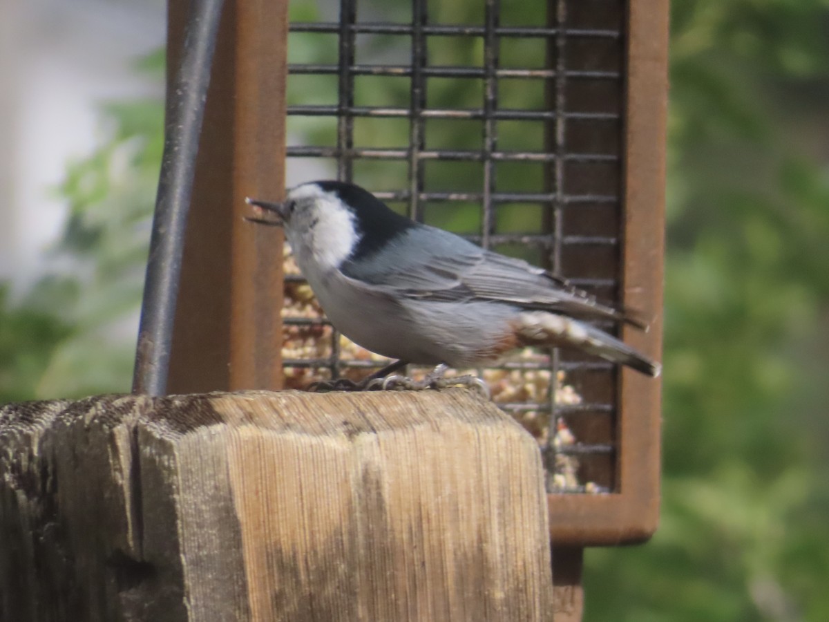 White-breasted Nuthatch - ML641932638