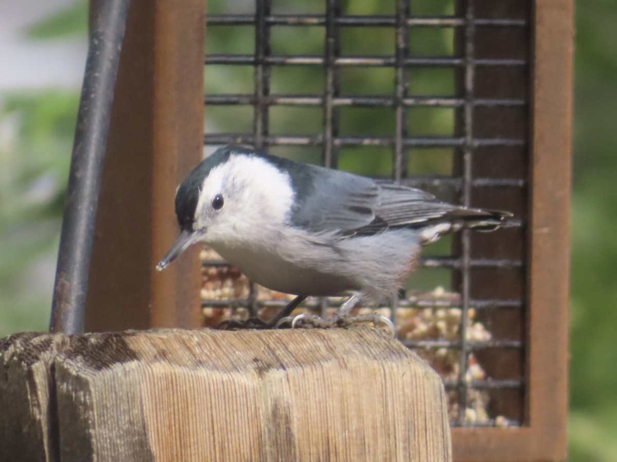 White-breasted Nuthatch - ML641932644