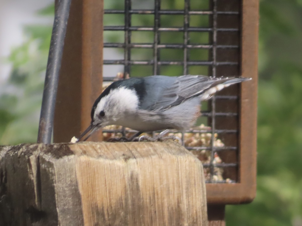 White-breasted Nuthatch - ML641932646