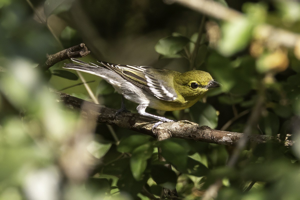 Sarı Gerdanlı Vireo - ML641932654