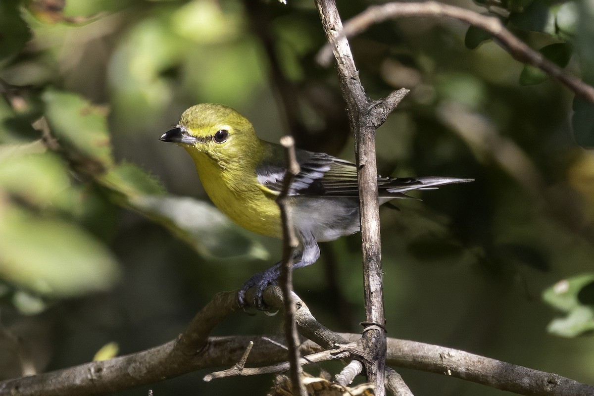 Sarı Gerdanlı Vireo - ML641932658
