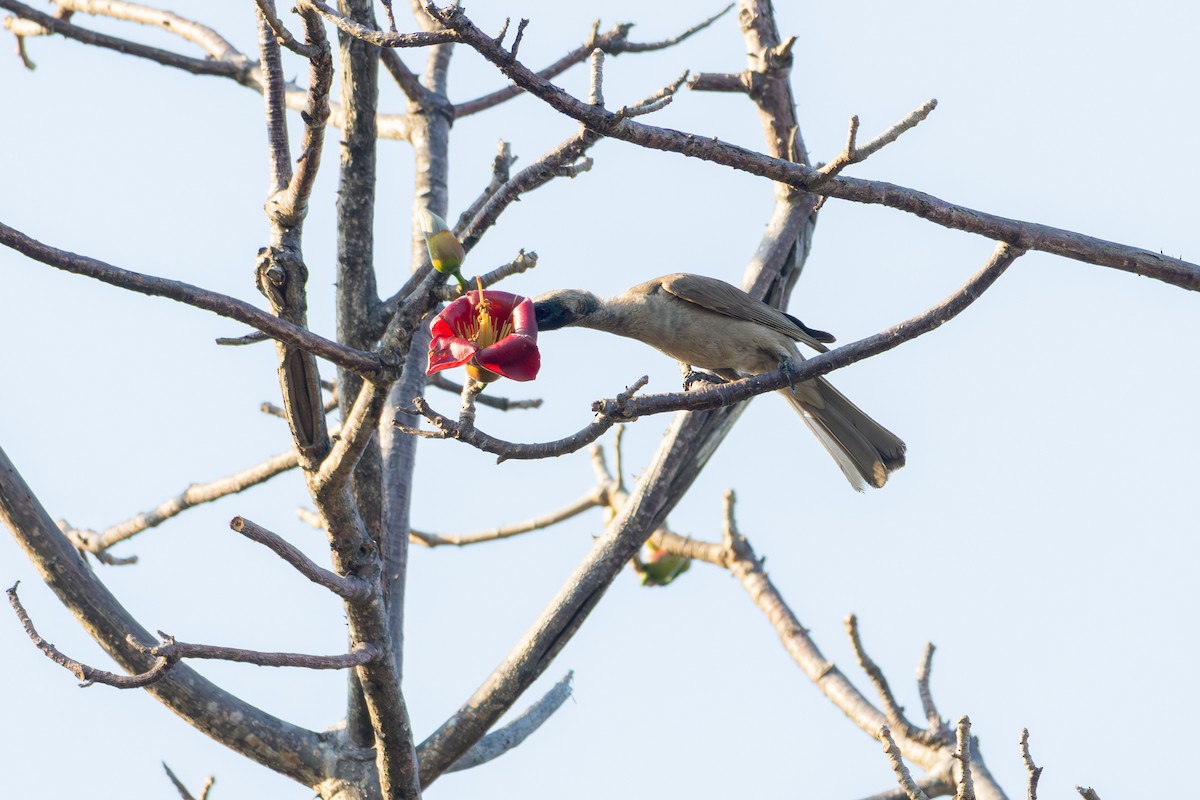 Helmeted Friarbird - ML641932665