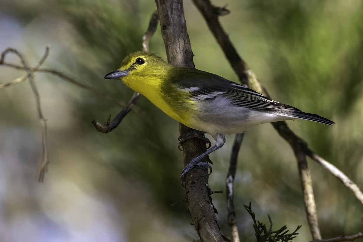 Sarı Gerdanlı Vireo - ML641932671