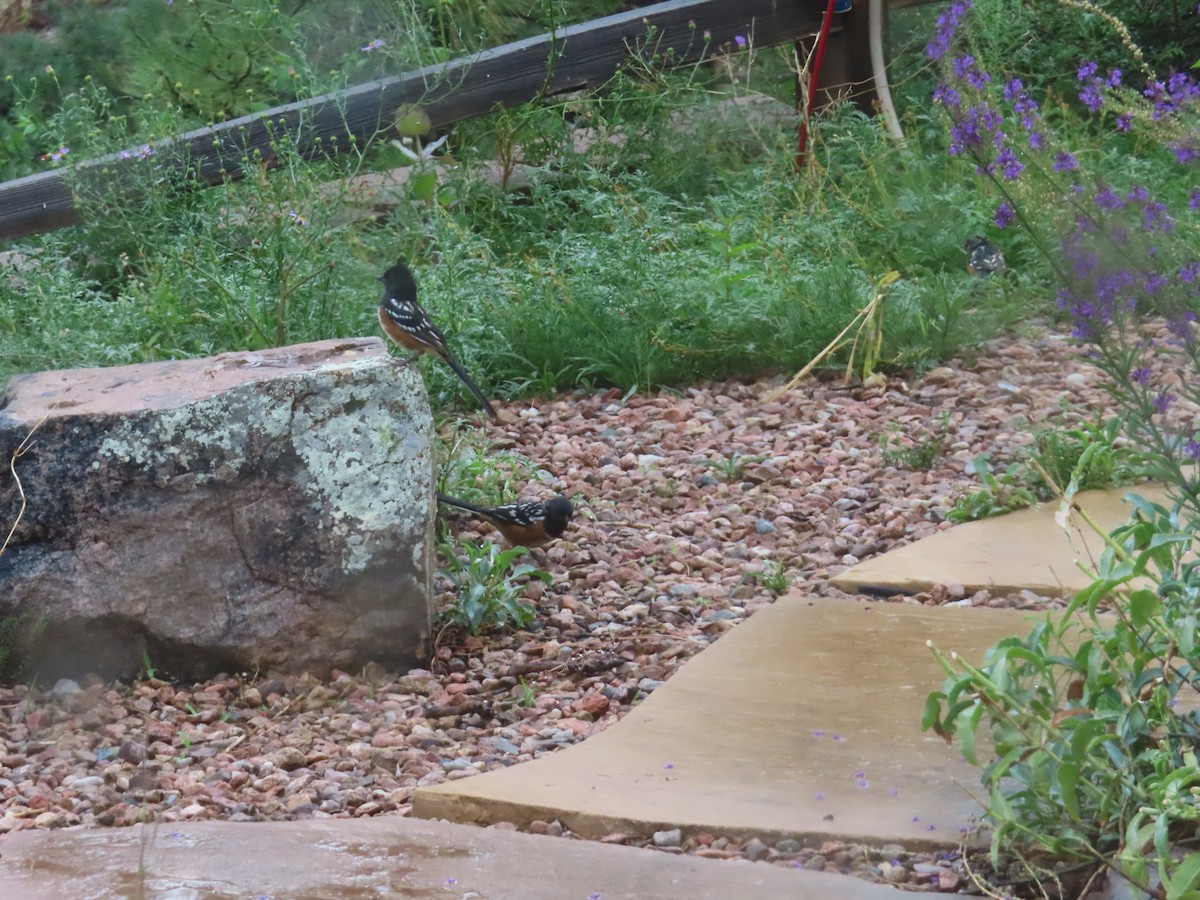 Spotted Towhee - ML641932673