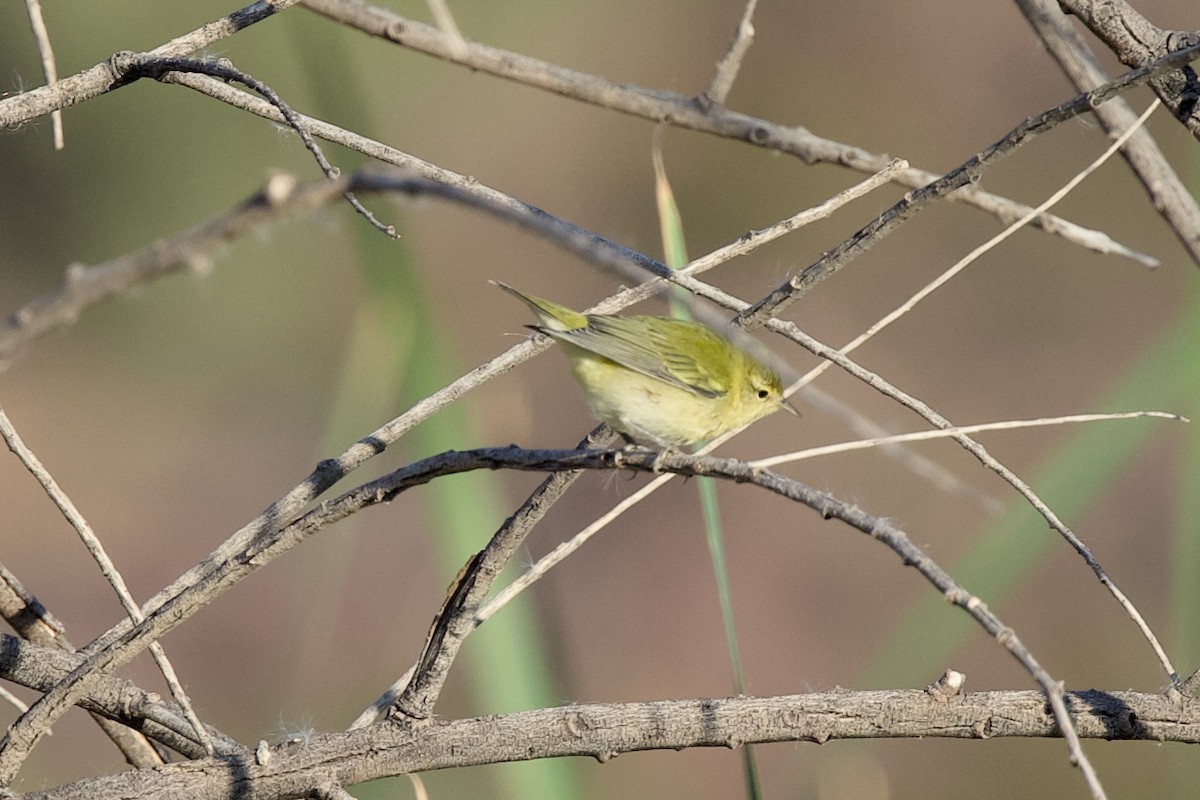 Tennessee Warbler - ML641932675