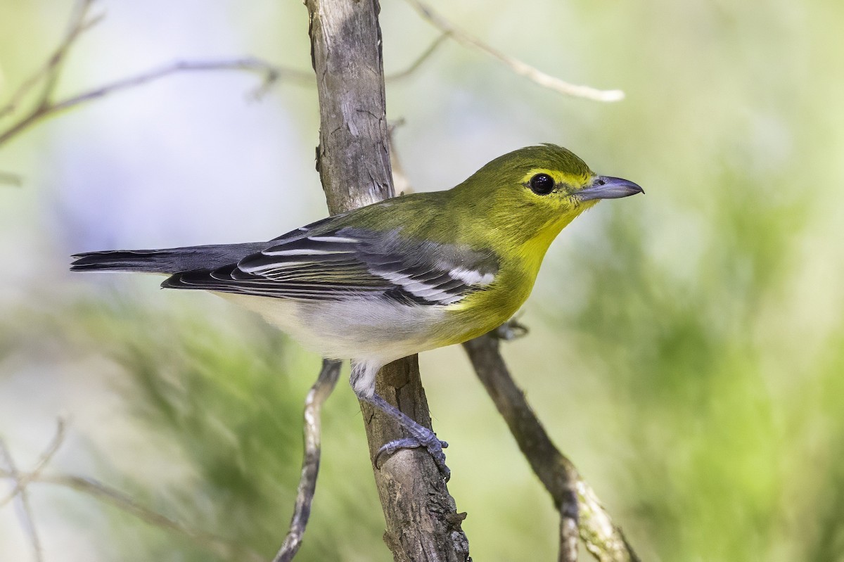 Sarı Gerdanlı Vireo - ML641932678