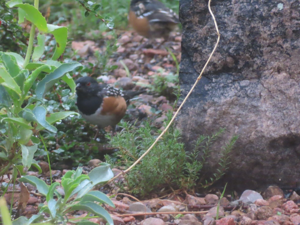 Spotted Towhee - ML641932682
