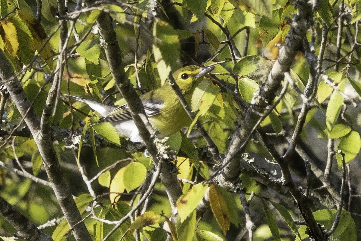 Sarı Gerdanlı Vireo - ML641932683