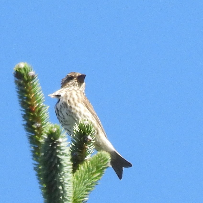 Purple Finch - ML641932685