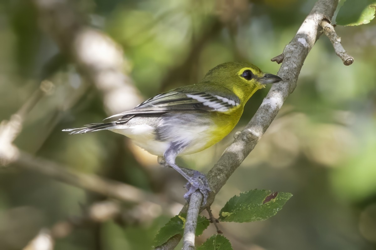 Sarı Gerdanlı Vireo - ML641932686
