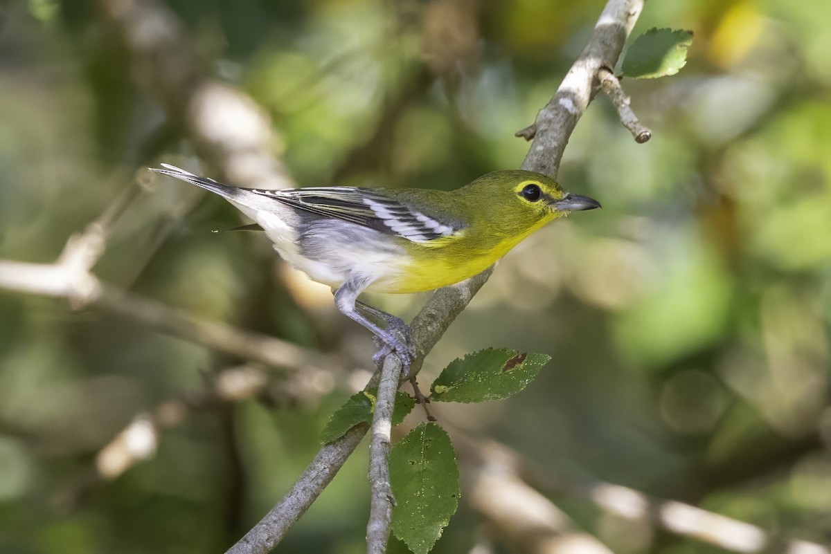 Sarı Gerdanlı Vireo - ML641932690