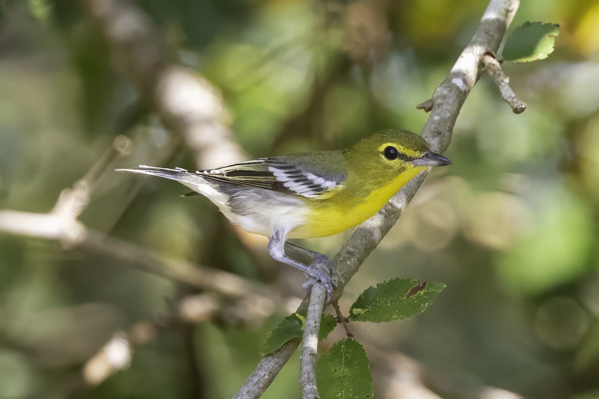 Sarı Gerdanlı Vireo - ML641932695