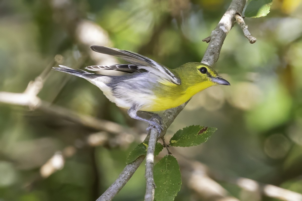 Sarı Gerdanlı Vireo - ML641932698