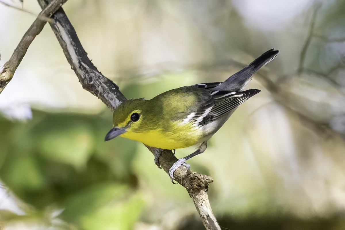 Sarı Gerdanlı Vireo - ML641932707
