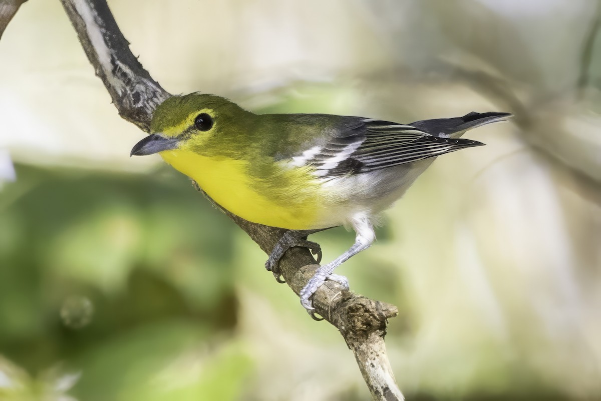 Sarı Gerdanlı Vireo - ML641932718