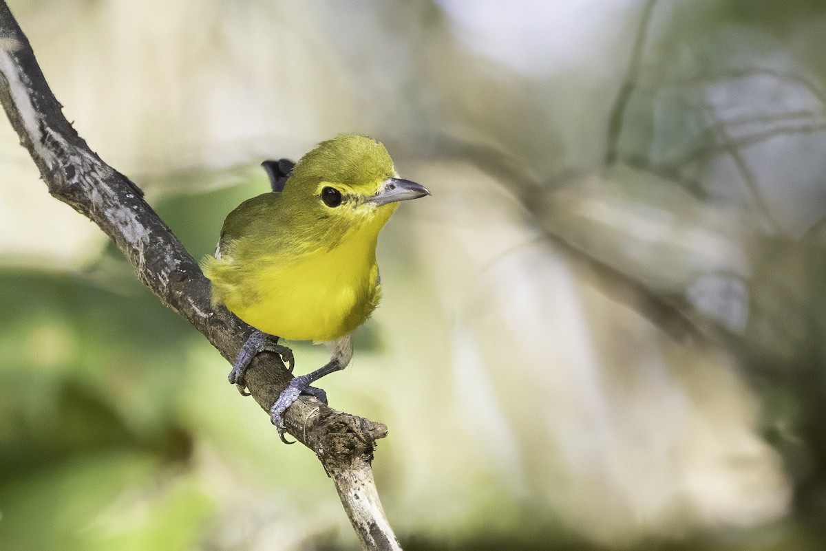 Sarı Gerdanlı Vireo - ML641932719