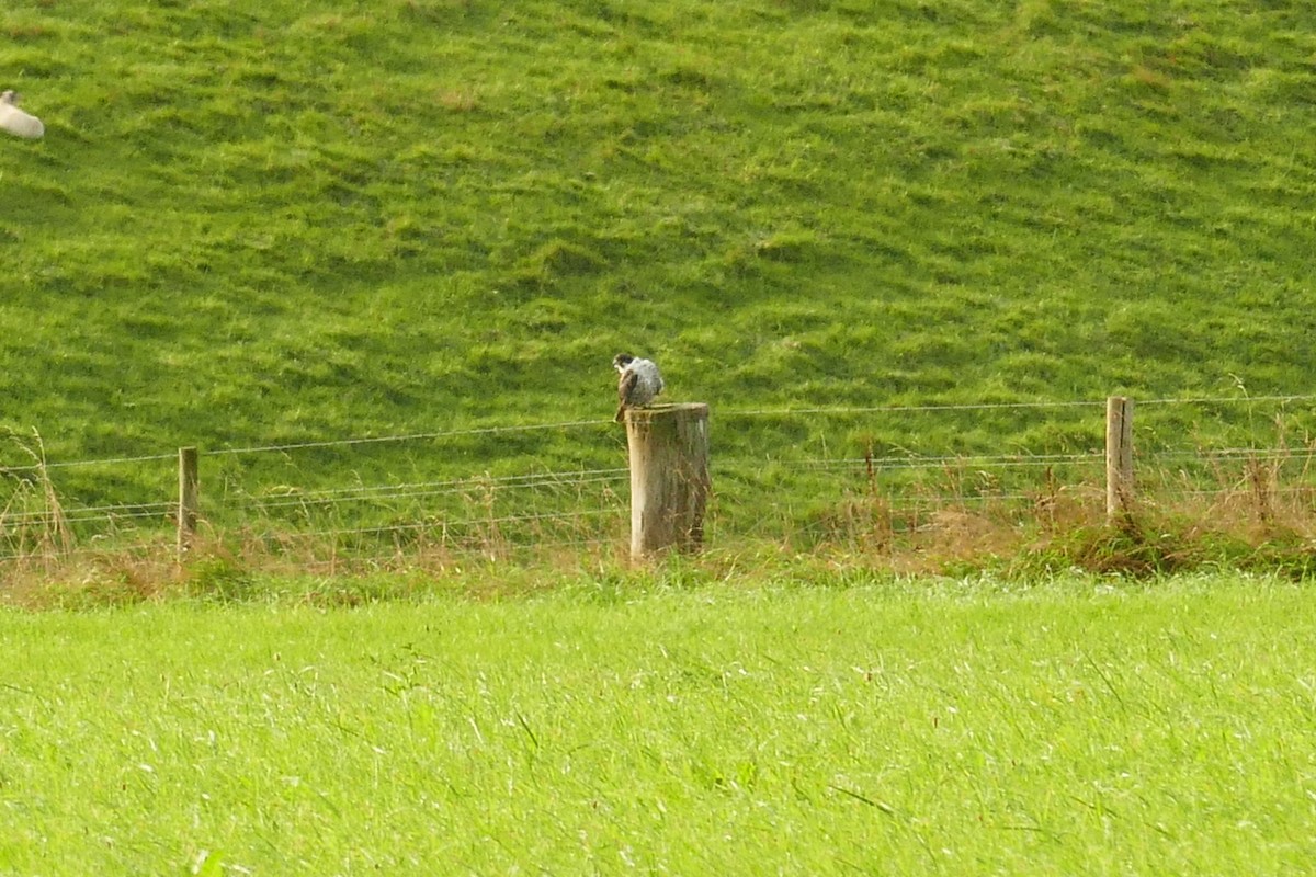 Peregrine Falcon - ML641932729