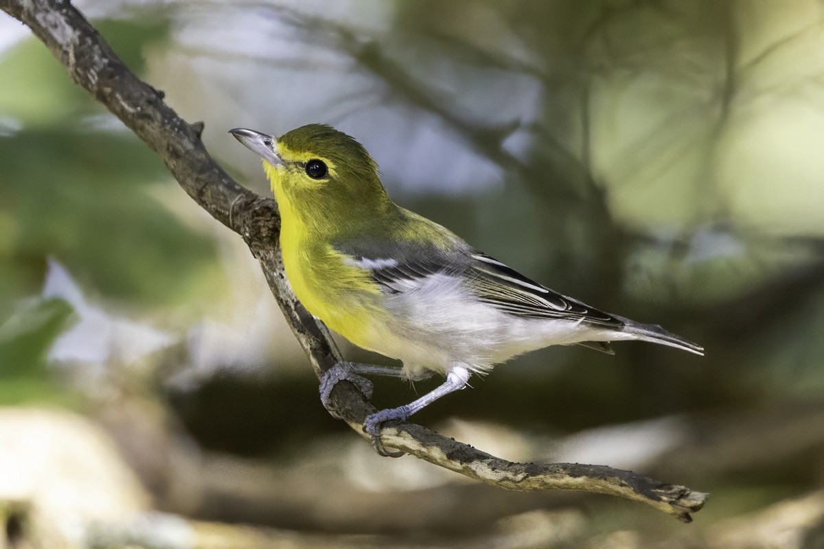 Sarı Gerdanlı Vireo - ML641932730