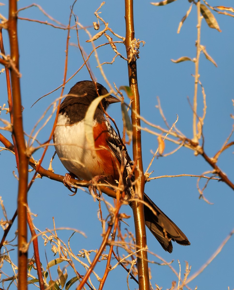 Spotted Towhee - ML641932751
