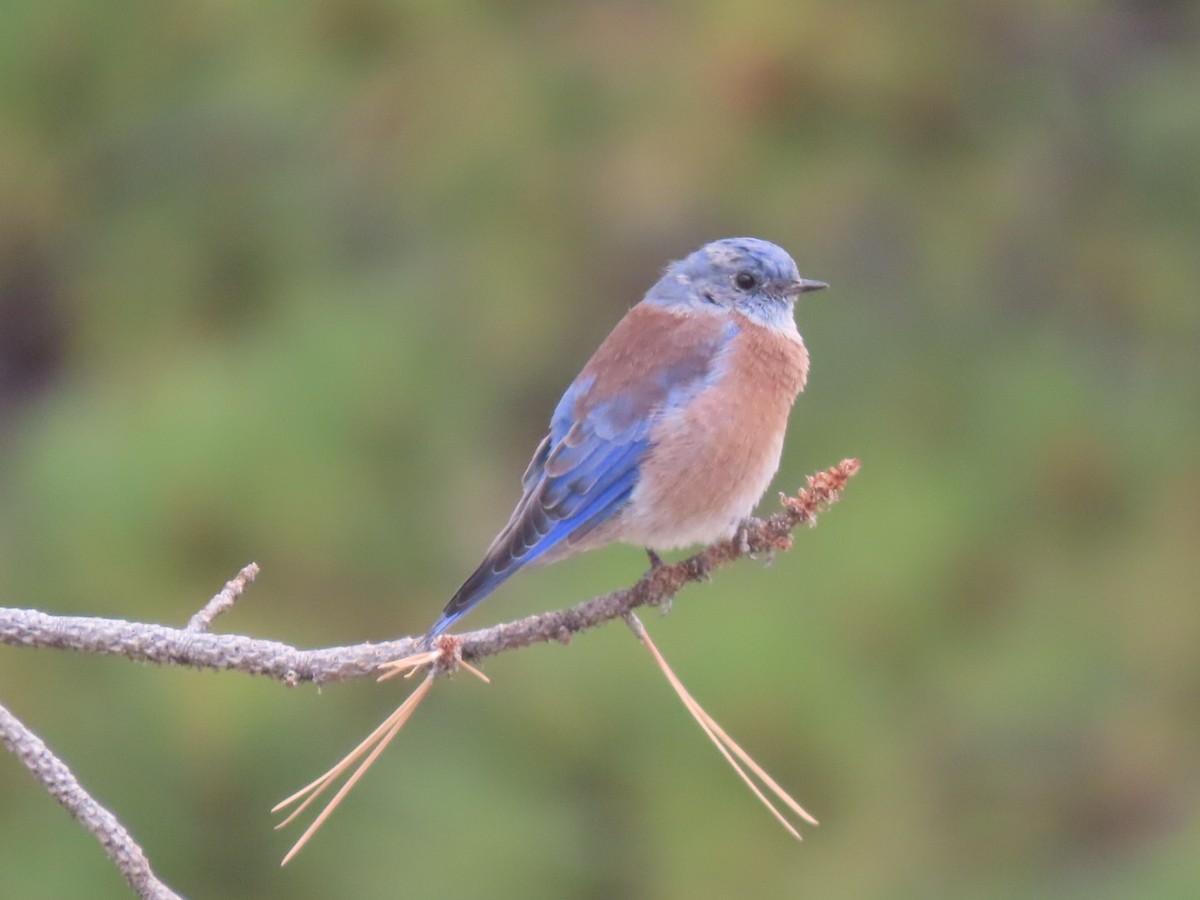 Western Bluebird - ML641932761